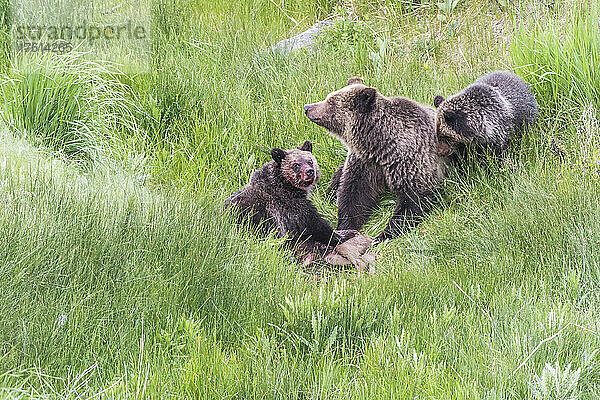 Braunbärensau (Ursus arctos) mit ihren beiden Jungen  die auf einem grasbewachsenen Feld sitzen und einen Elchkadaver (Cervus canadensis) fressen; Yellowstone National Park  Vereinigte Staaten von Amerika