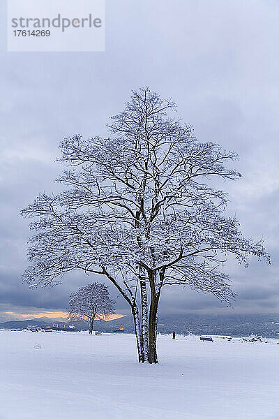 Baum mit Schnee bedeckt  Vancouver  British Columbia  Kanada