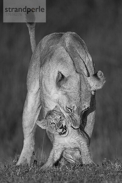 Löwin (Panthera leo) beißt Junges in den Nacken  Serengeti-Nationalpark; Region Arusha  Tansania