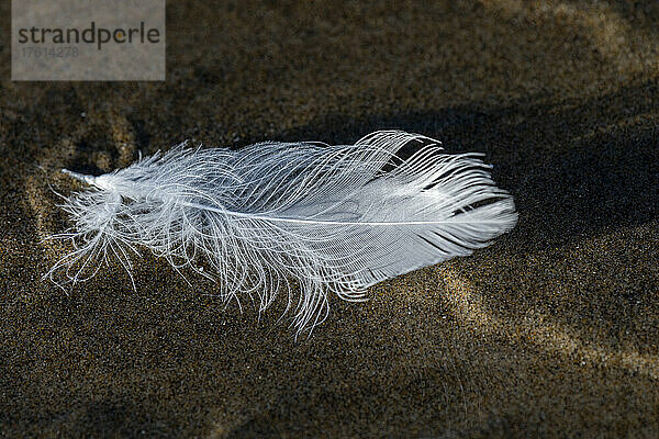 Eine zarte Rauchfahne schwebt im Wind über den Strand in der Nähe von Cannon Beach  Oregon  USA; Cannon Beach  Oregon  Vereinigte Staaten von Amerika