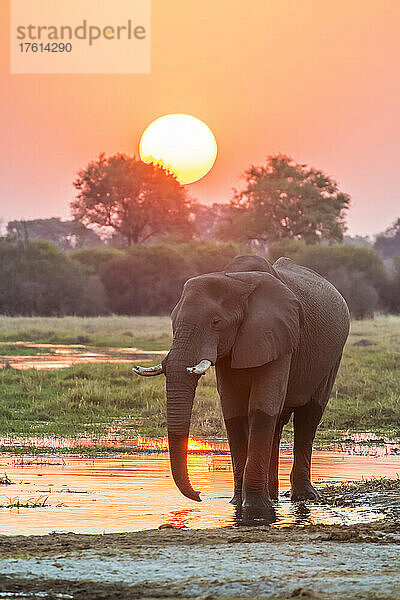 Afrikanischer Buschelefant (Loxodonta africana) beim Spaziergang am Flussufer bei Sonnenuntergang; Okavango-Delta  Botsuana