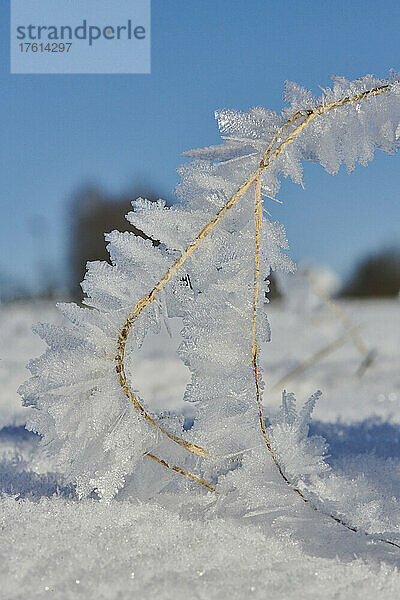 Nahaufnahme von Eiskristallen auf einer schlafenden Pflanze im Winter; Bayern  Deutschland