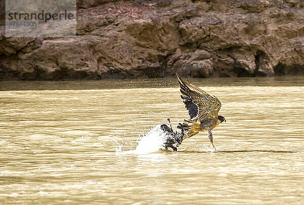 Ein Wanderfalke pickt eine Ente aus dem Colorado River.