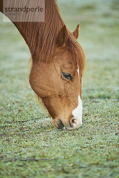 Nahaufnahme eines fuchsfarbenen Pferdes (Equus ferus caballus)  das sich bückt und auf einer grasbewachsenen Wiese grast; Bayern  Deutschland