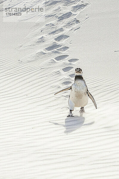 Ein Magellanpinguin (Spheniscus magellanicus) geht einen sandigen Abhang hinunter und hinterlässt Spuren im Sand; Südgeorgien  Antarktis