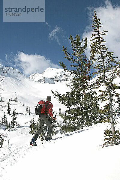 Skifahrer wandert bergauf durch eine Berglandschaft; Selkirk Mountains  British Columbia  Kanada.