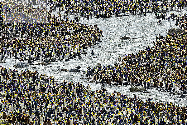 Eine nistende Kolonie von Königspinguinen auf den Salisbury Plains in Südgeorgien  Antarktis.