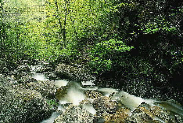 Bach unterhalb der Uisge Ban Falls  Cape Breton  Nova Scotia  Kanada