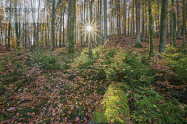 Wald mit Abendsonne im Herbst; Spessart  Bayern  Deutschland