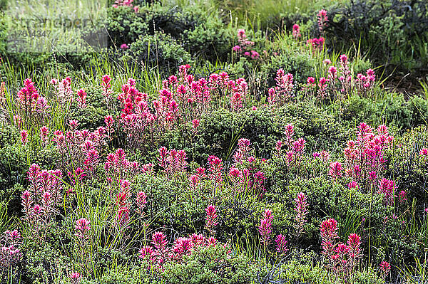 Feld mit Salbeisträuchern und rosa Wildblumen  Indian Paintbrush (Castilleja) bei Sonnenuntergang; Montana  Vereinigte Staaten von Amerika