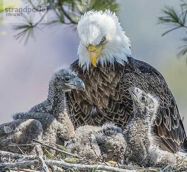 Nahaufnahme eines ausgewachsenen Weißkopfseeadlers (Haliaeetus leucocephalus)  der auf seine beiden Adlerjungen im Nest herabblickt; Minnesota  Vereinigte Staaten von Amerika