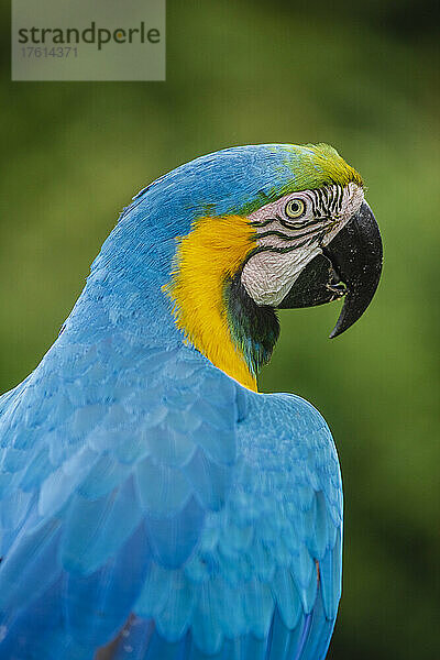 Blau-Gold-Ara (Ara ararauna) im Monkeyland Primate Sanctuary and Birds of Edenn  in der Nähe der Pletteberg Bay in Südafrika; Südafrika