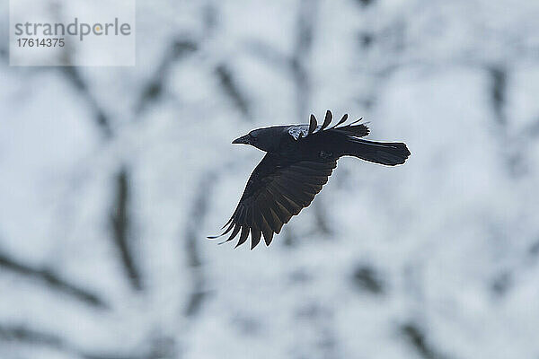 Fliegende Aaskrähe (Corvus corone); Bayern  Deutschland