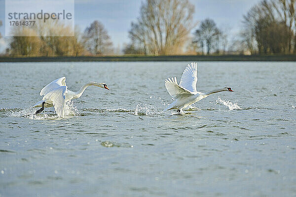 Höckerschwäne (Cygnus olor) beim Abflug von der Donau; Oberpfalz  Bayern  Deutschland