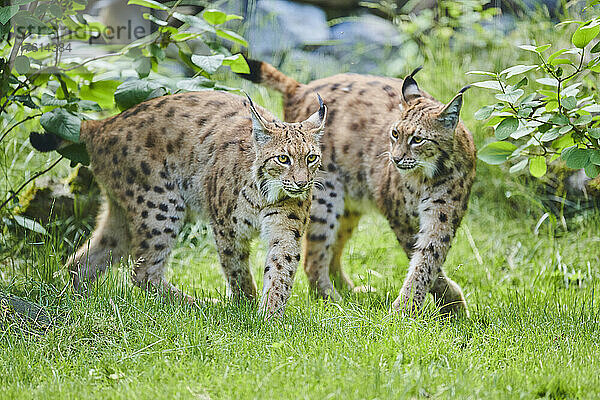 Zwei Eurasische Luchse (Lynx lynx) gehen zusammen; Bayern  Deutschland