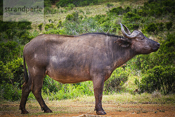 Profilporträt einer Kuh  Afrikanischer Kaffernbüffel (Syncerus caffer caffer)  stehend auf einem Feld im Addo Elephant National Park Marine Protected Area; Ostkap  Südafrika