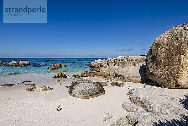 Südafrikanische Pinguine (Spheniscus demersus) am Boulders Beach in Simon's Town; Kapstadt  Westkap-Provinz  Südafrika