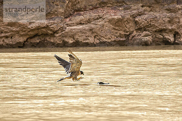Ein Wanderfalke pickt eine Ente  die er erlegt hat  aus dem Colorado-Fluss.