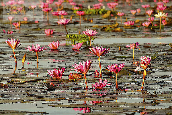 Blühende Lotusblumen (Nelumbo nucifera) am Red Lotus Lake; Chiang Haeo  Thailand