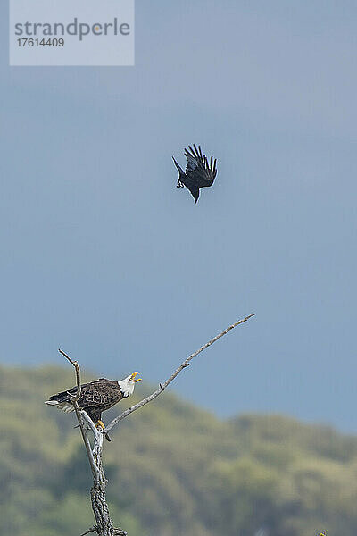 Eine amerikanische Krähe (Corvus brachyrhynchos) fliegt über einen Weißkopfseeadler (Haliaeetus leucocephalus)  der auf einem toten Baum sitzt; Minnesota  Vereinigte Staaten von Amerika