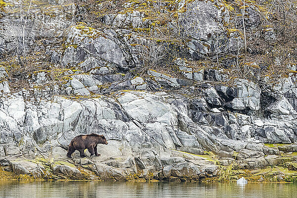 Braunbär (Ursus arctos) beim Spaziergang am felsigen Ufer auf der Suche nach Meeresfrüchten im Glacier Bay National Park; Südost-Alaska  Alaska  Vereinigte Staaten von Amerika