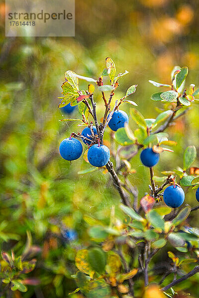 Nahaufnahme einer Lowbush-Heidelbeerpflanze; Denali National Park & Preserve  Inneres Alaska  Alaska  Vereinigte Staaten von Amerika