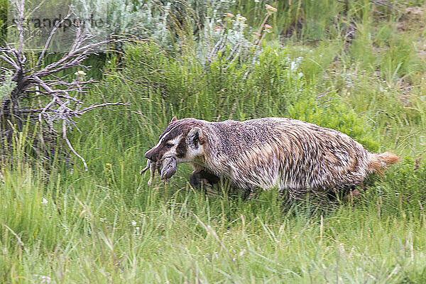 Amerikanischer Dachs (Taxidea taxus)  der im Gras läuft und Beute  ein Uinta-Erdhörnchen (Spermophilus armatus)  im Maul trägt; Yellowstone National Park  Vereinigte Staaten von Amerika