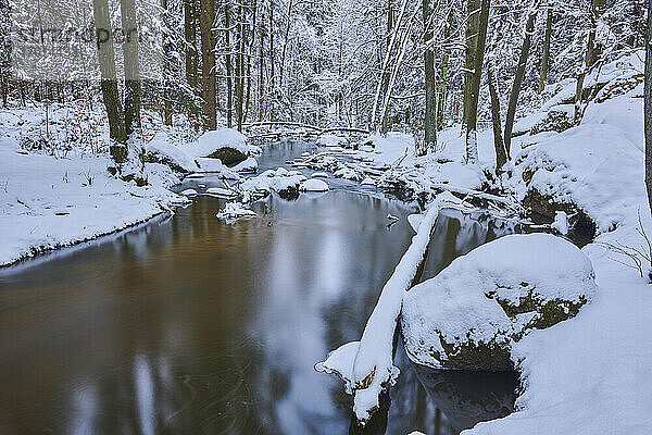 Bach durch einen verschneiten Wald im Naturschutzgebiet Hell  Bayerischer Wald; Oberpfalz  Bayern  Deutschland