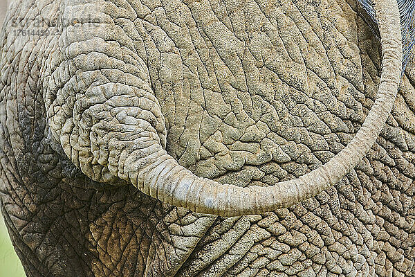 Nahaufnahme der faltigen Haut  des Rückens und des Schwanzes eines afrikanischen Buschelefanten (Loxodonta africana)  in Gefangenschaft; Tschechische Republik