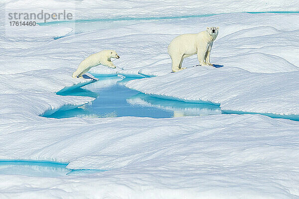 Ein Eisbär (Ursus maritimus) und sein Junges springen zwischen Eisschollen in der kanadischen Arktis.