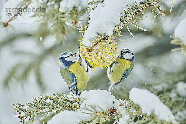 Zwei Blaumeisen (Cyanistes caeruleus)  die sich in einem verschneiten Baum von einem Suet ernähren; Bayern  Deutschland