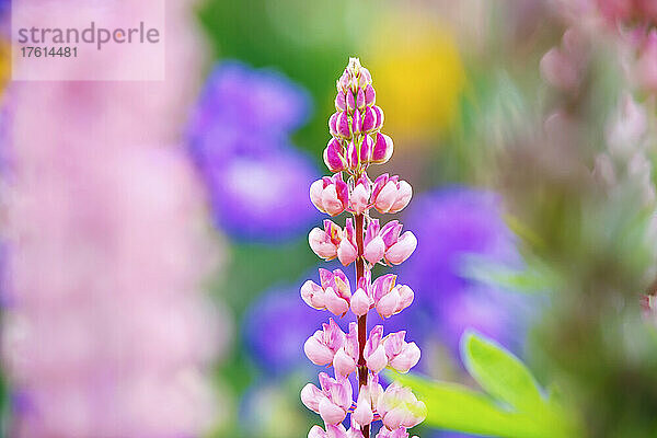 Rosa Lupine in Blüte  Schreiner's Iris Gardens; Salem  Oregon  Vereinigte Staaten von Amerika