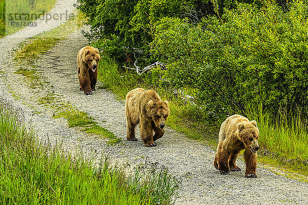 Braunbären  Ursus arctos  auf der Straße im Brooks Camp.
