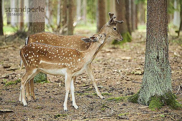 Europäischer Damhirsch oder Gemeiner Damhirsch (Dama dama)  Bock und Ricke; Bayern  Deutschland