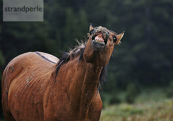 Geschützter Mustang beim Aufspüren einer Fährte in der Pryor Mountain Wild Horse Range; Lovell  Wyoming  Vereinigte Staaten von Amerika