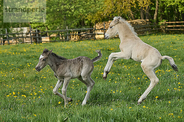 Zwei Fohlen laufen im Frühling auf einer Weide; Odenwald  Baden-Württemberg  Deutschland