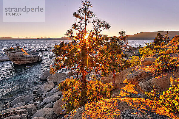 Die Sonne bricht durch eine Kiefer in der Nähe des Bonzai Rock in Lake Tahoe; Kalifornien  Vereinigte Staaten von Amerika