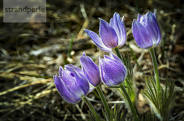 Nahaufnahme einer Gruppe leuchtender violetter Krokusse auf einer Wiese; Calgary  Alberta  Kanada