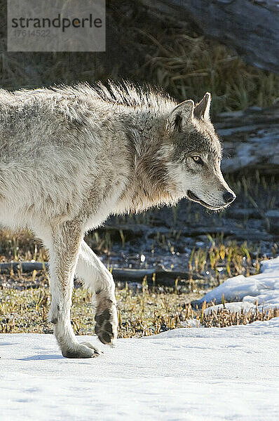 Nahaufnahme eines grauen Wolfs (Canis lupus)  der im Frühling über schneebedecktes Gras läuft; Yellowstone National Park  Wyoming  Vereinigte Staaten von Amerika