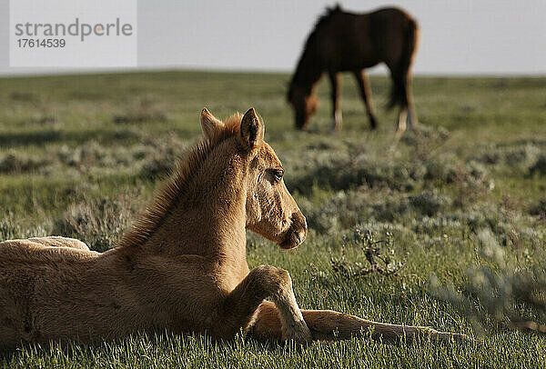 Geschütztes wildes Mustangfohlen  das auf einer Wiese mit einem anderen Pferd im Hintergrund ruht; Lantry  South Dakota  Vereinigte Staaten von Amerika