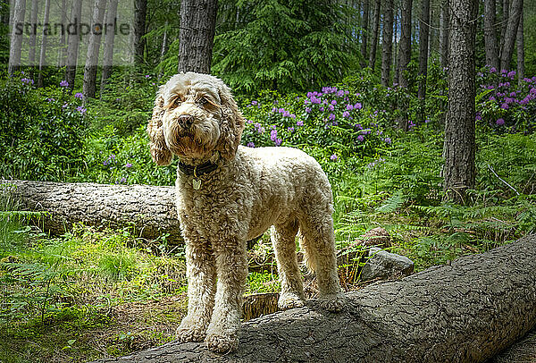 Blonder Kakadu steht auf einem Baumstamm in einem Wald mit üppigem Laub und blühenden Pflanzen; Alnwick  Northumberland  England