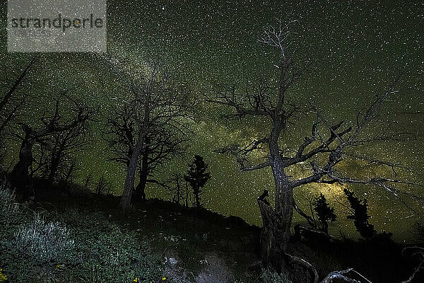 Am Nachthimmel leuchtende Milchstraßengalaxie mit Lodgepole-Kiefern (Pinus contorta)  die auf einem Hügel am Boden wachsen; Vereinigte Staaten von Amerika