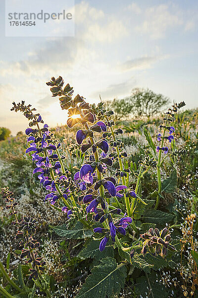 Blühender Wiesensalbei (Salvia pratensis) auf einer Wiese im Nationalpark Bayerischer Wald; Bayern  Deutschland