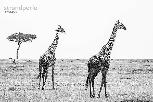 Zwei Giraffen (Giraffa)  die in einem Feld im Grasland der Savanne spazieren gehen  mit einem Warzenschwein und einer Antilope im Hintergrund; Maasai Mara National Park  Kenia  Afrika
