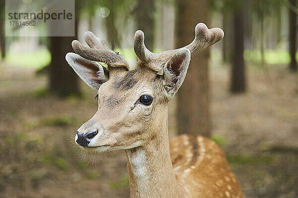 Europäischer Damhirsch oder Gemeiner Damhirsch (Dama dama)  Portrait mit wachsendem Geweih; Bayern  Deutschland