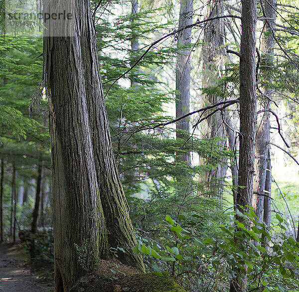 Natürliche Schönheit der Bäume und üppiges Laub entlang eines Wanderwegs im Smuggler Cove Marine Provincial Park an der Sunshine Coast von BC  Kanada; British Columbia  Kanada
