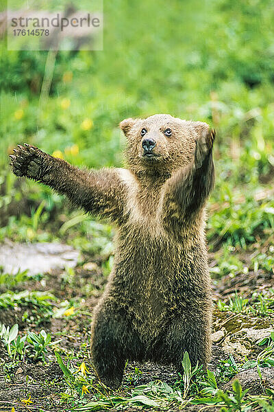 Porträt eines Braunbärenjungen (Ursus arctos)  der auf seinen Hinterbeinen balanciert und aufrecht mit ausgestreckten Armen steht; Montana  Vereinigte Staaten von Amerika