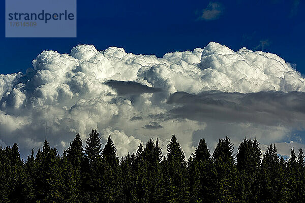 Dramatische Gewitterwolken mit blauem Himmel und Silhouette immergrüner Bäume im Vordergrund; Calgary  Alberta  Kanada