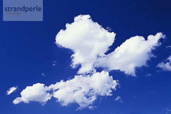 Weiße Schäfchenwolken am strahlend blauen Himmel; Oregon  Vereinigte Staaten von Amerika