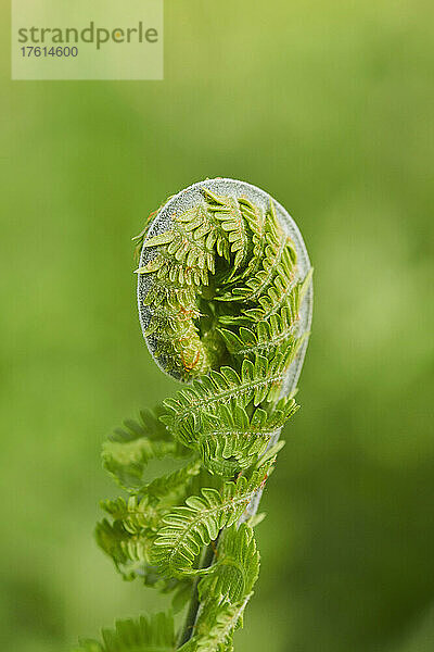 Nahaufnahme des eingerollten Endes eines männlichen Farns oder Wurmfarns (Dryopteris filix-mas); Bayern  Deutschland